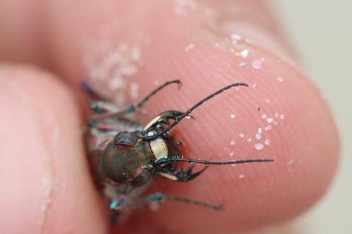 Réf. 322 777 : Cicindela hybrida